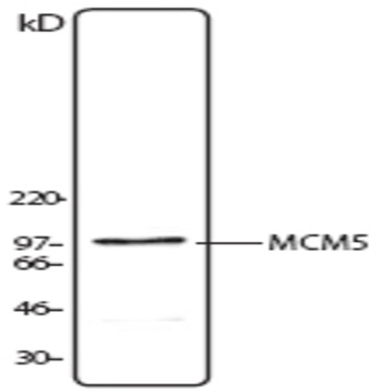 Purified anti-MCM5
