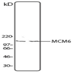 Purified anti-MCM6