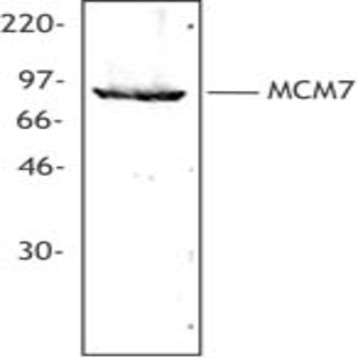 Purified anti-MCM7