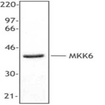 Purified anti-MKK6