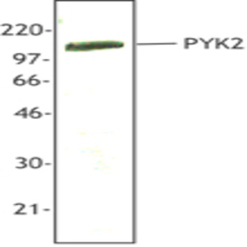 Purified anti-PYK2