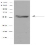 Purified anti-c-Src