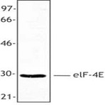 Purified anti-eIF4E