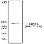 Purified anti-Spt16 (FACT140 complex)