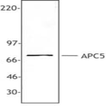 Purified anti-APC5