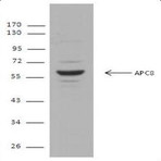 Purified anti-APC8