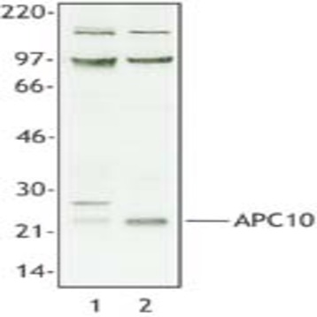 Purified anti-APC10