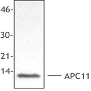 Purified anti-APC11