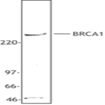 Purified anti-BRCA1