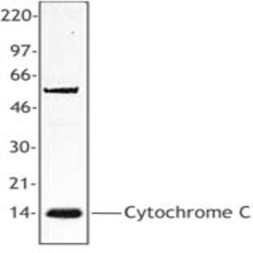 Purified anti-Cytochrome c