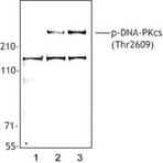 Purified anti-DNA-PKcs Phospho (Thr2609)