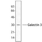 Purified anti-Galectin 3