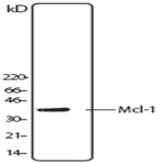 Purified anti-Mcl-1