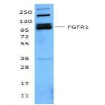 Purified anti-FGFR1