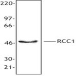 Purified anti-RCC1