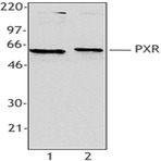 Purified anti-PXR