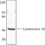 Purified anti-Cytokeratin 18