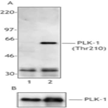 Purified anti-PLK-1 Phospho (Thr210)