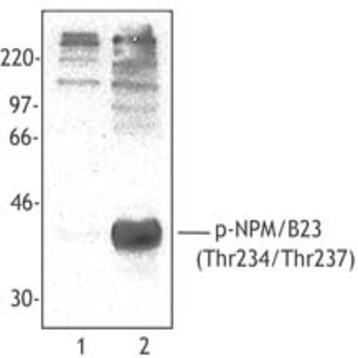 Purified anti-NPM/B23 Phospho (Thr234/Thr237)