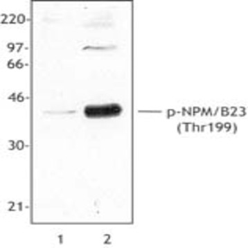 Purified anti-NPM/B23 Phospho (Thr199)