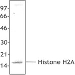 Purified anti-Histone H2A