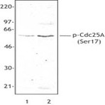 Purified anti-Cdc25A Phospho (Ser17)