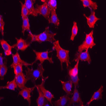 Purified anti-Myosin heavy chain