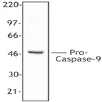 Purified anti-Caspase-9