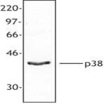 Purified anti-p38 MAPK