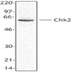 Purified anti-Chk2