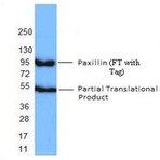 Purified anti-Paxillin