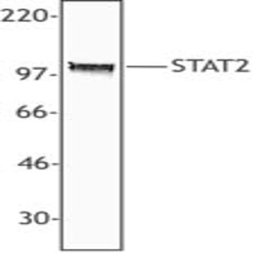 Purified anti-STAT2