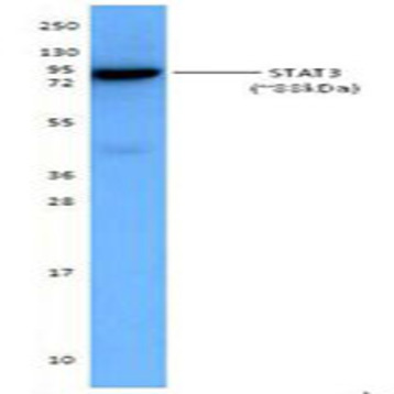 Purified anti-STAT3