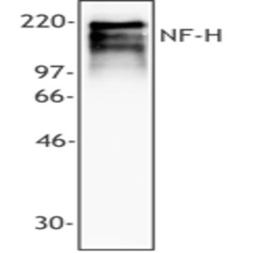 Purified anti-Neurofilament heavy protein (NF-H)