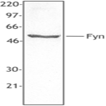 Purified anti-Fyn