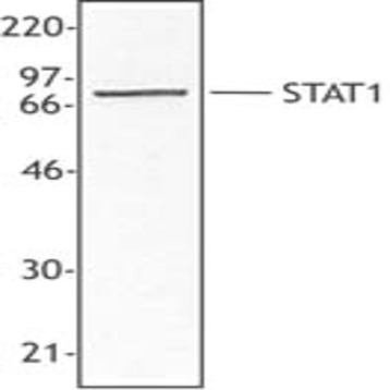 Purified anti-STAT1