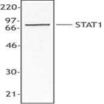 Purified anti-STAT1