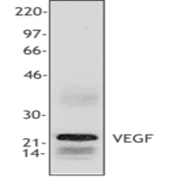 Purified anti-VEGF