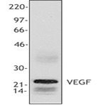 Purified anti-VEGF