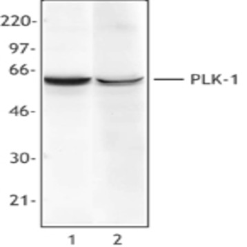 Purified anti-PLK-1