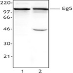Purified anti-Eg5