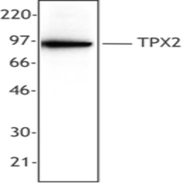 Purified anti-TPX2