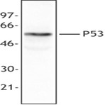 Purified anti-P53