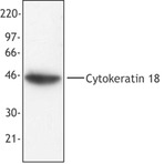 Purified anti-Cytokeratin 18