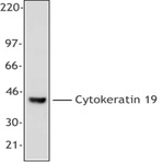 Purified anti-Cytokeratin 19