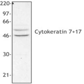 Purified anti-Cytokeratin 7/17