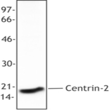 Purified anti-Centrin 2 (Caltractin)