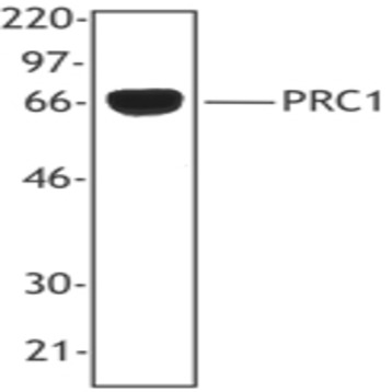 Purified anti-PRC1