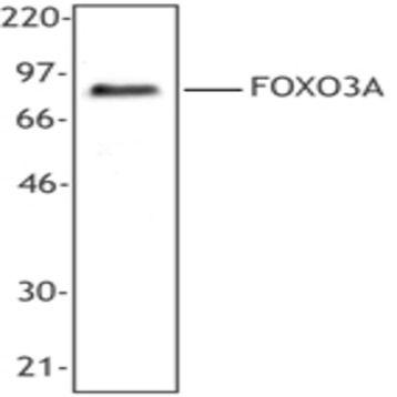 Purified anti-FOXO3A (FKHRL1)