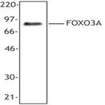 Purified anti-FOXO3A (FKHRL1)